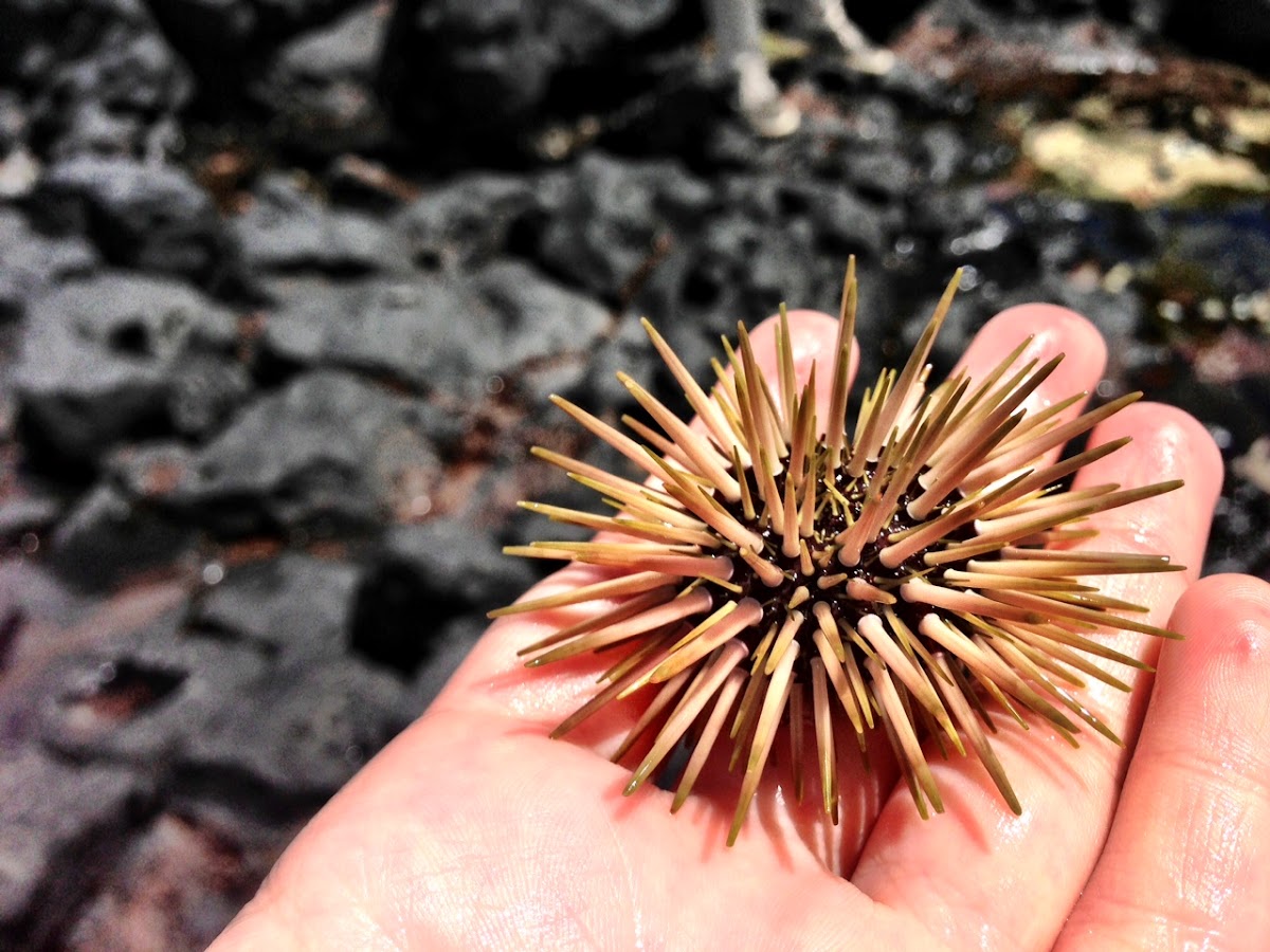 Rock-boring urchin