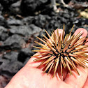 Rock-boring urchin