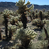 Silver Cholla