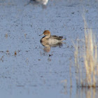 Northern Pintail Duck        Female
