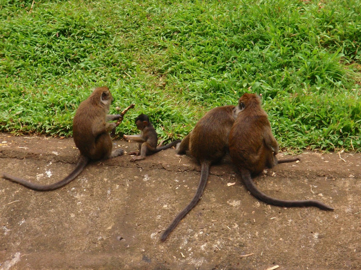Philippine long-tailed macaque
