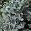 Perforated ruffled lichen