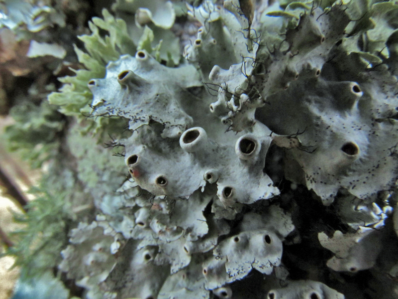 Perforated ruffled lichen