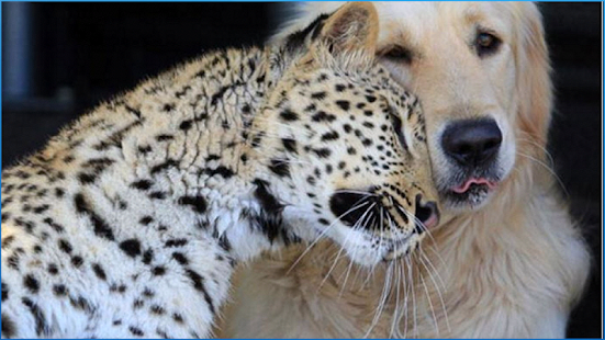 download Stunning Animals Wallpapers free