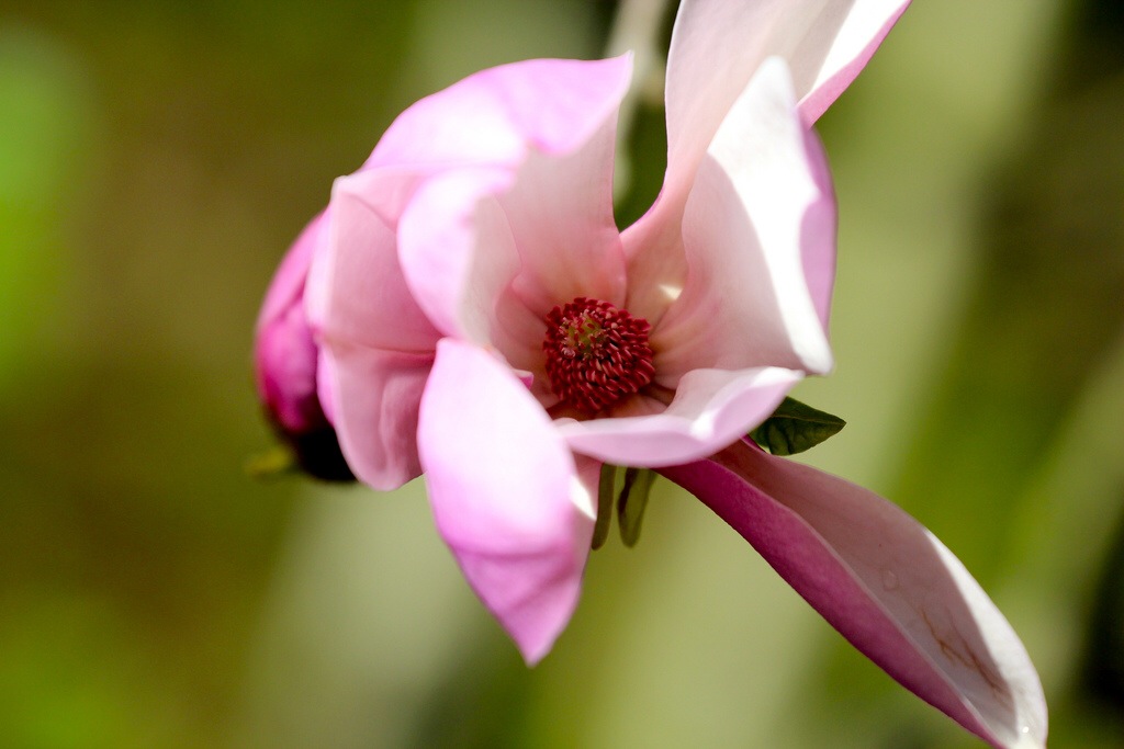 Japanese Magnolia (pink)