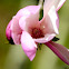 Japanese Magnolia (pink)