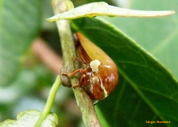 Treehopper | Project Noah