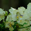 Catalpa flower cluster