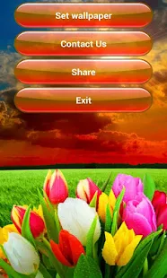 Tulips PRO live wallpaper