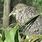 Juvenile Black-crowned night heron