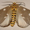Tinolius Hypsana Moth