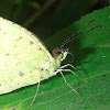 Pierid Butterfly