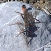 Ammophila wasp
