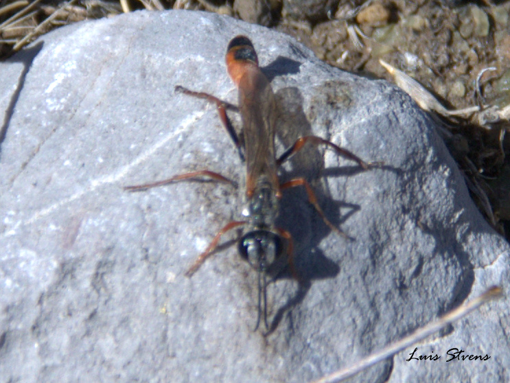 Ammophila wasp
