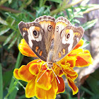 butterfly, common buckeye