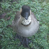 Hawaiian Goose/Nene