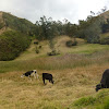 Cow of Los Andes
