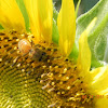 BEE ON SUNFLOWER