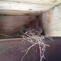 Birds nest