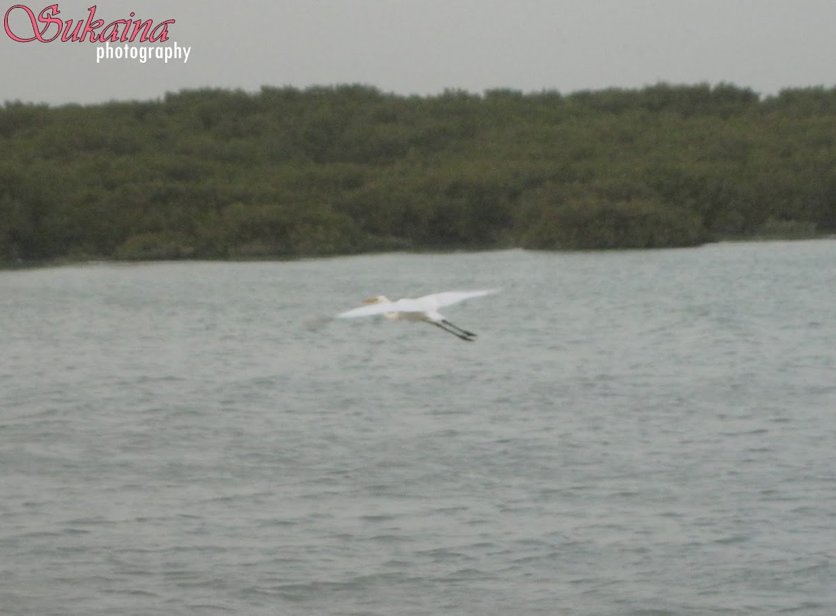 The Great Egret