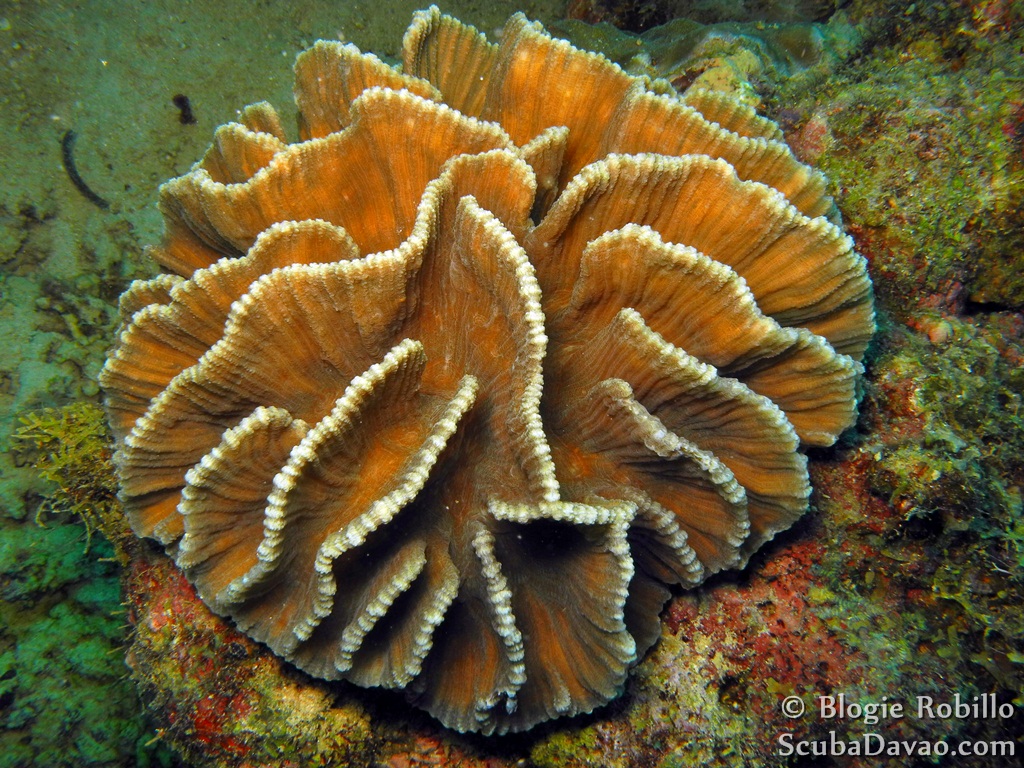 Lettuce Coral Project Noah