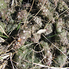 Prickly-Pear Cactus