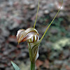 Cobra greenhood orchid