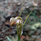 Cobra greenhood orchid