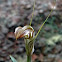 Cobra greenhood orchid
