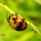 Transverse Ladybug