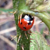 Ladybird (seven spot)