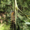 Fire blight beetle larva