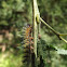 Fire blight beetle larva