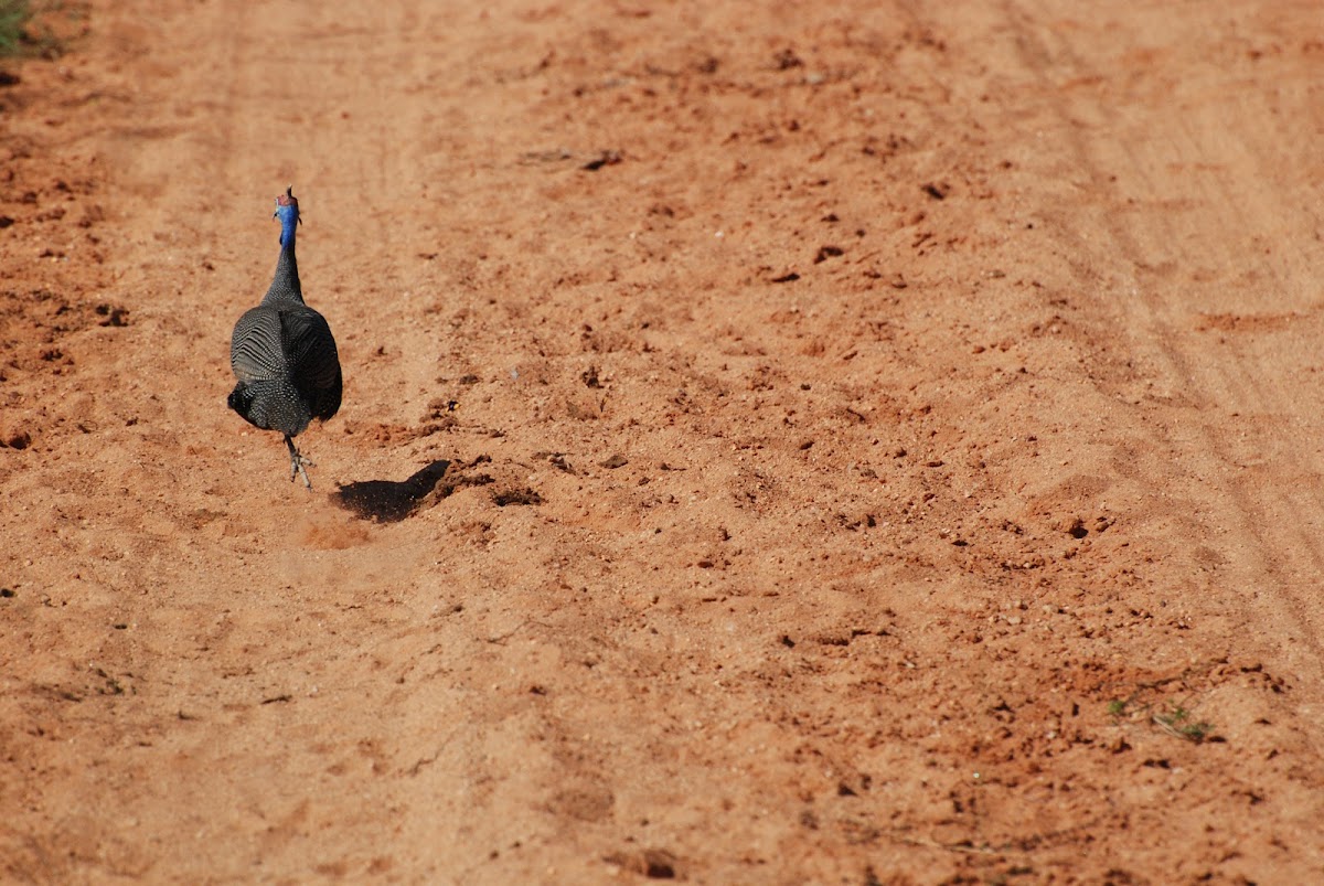 Helmeted Guineafowl