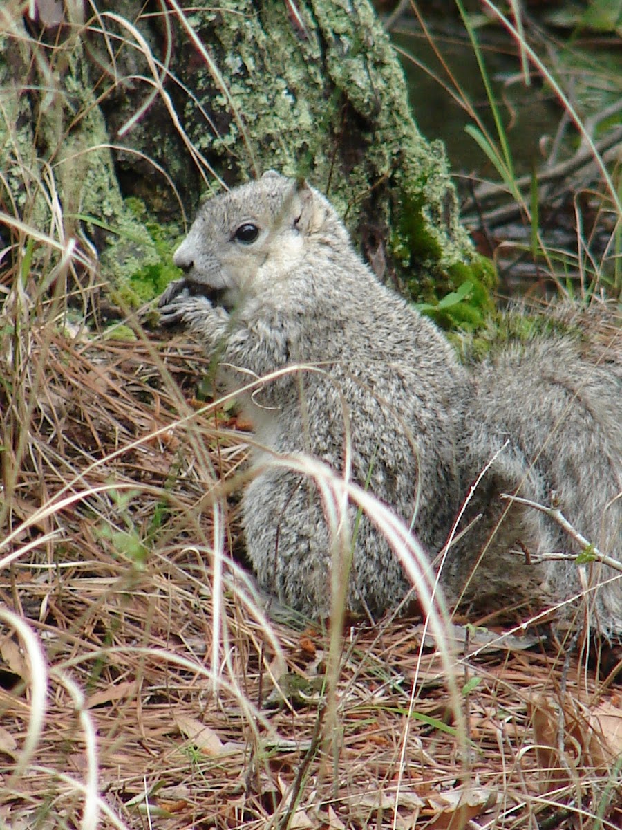 Delmarva Fox Squirrel