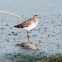 Wood Sandpiper