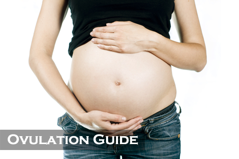 Ovulation Guide