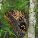 Pale Owl-Butterfly