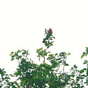 Cardinal