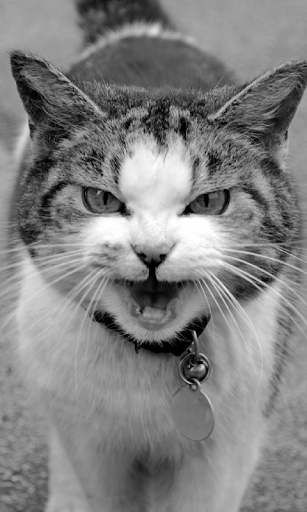 免費下載個人化APP|Angry Cat Live Wallpaper app開箱文|APP開箱王