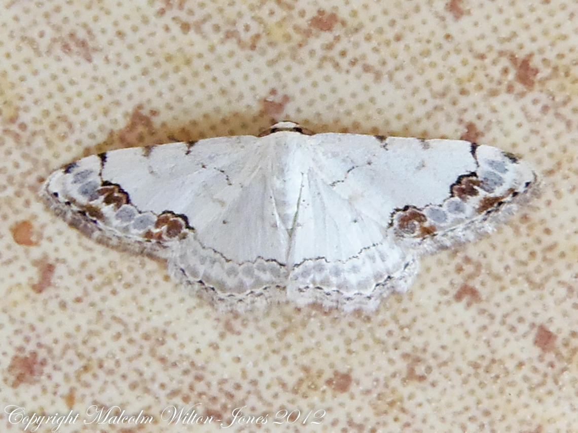 Middle Lace Border Moth