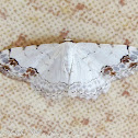 Middle Lace Border Moth