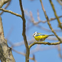 Blue tit