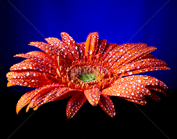 Orange Power by Dale Frazier - Flowers Single Flower