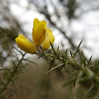 Gorse bush