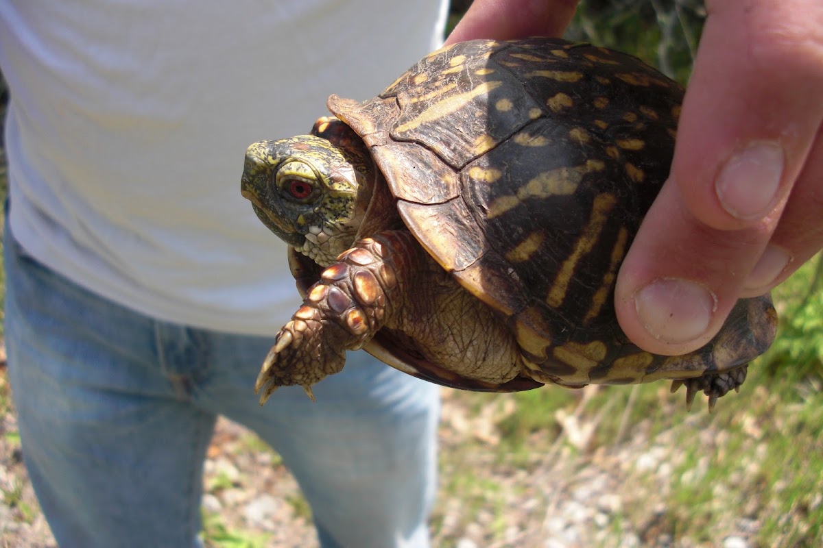 Ornate Box Turtle