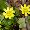 fig buttercup