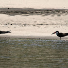 Black Skimmer