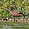 HammerKop