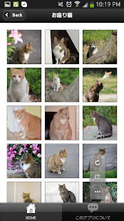 Lastest 猫写真 APK for PC